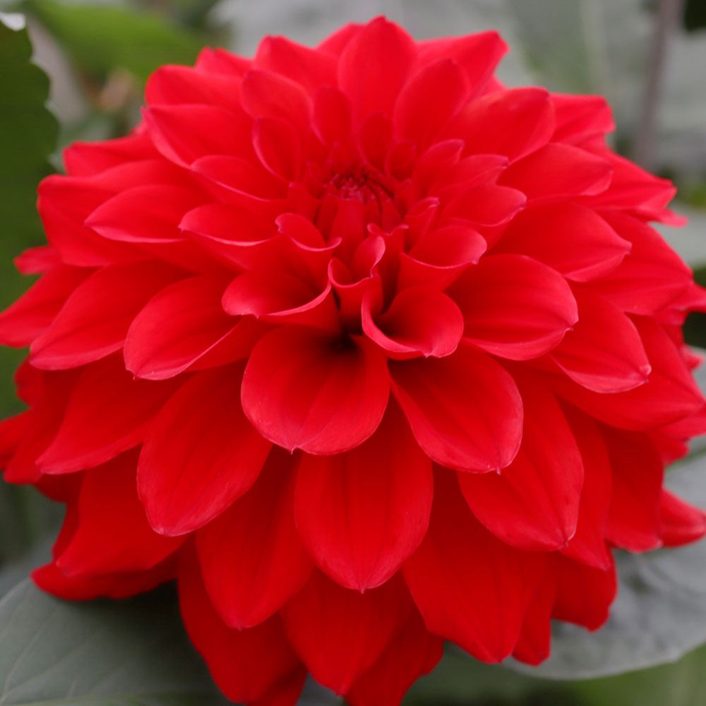 ダリア 球根 アルマルビー (中大輪) 1球 ダリアの球根 ダリアの花 春