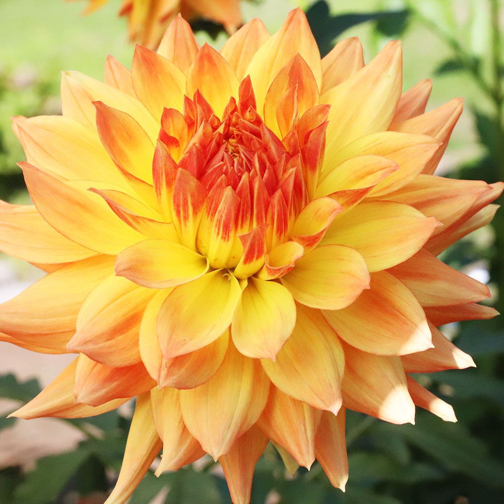 ダリア 球根 オレオール (中大輪) 1球 ダリアの球根 ダリアの花 春植え