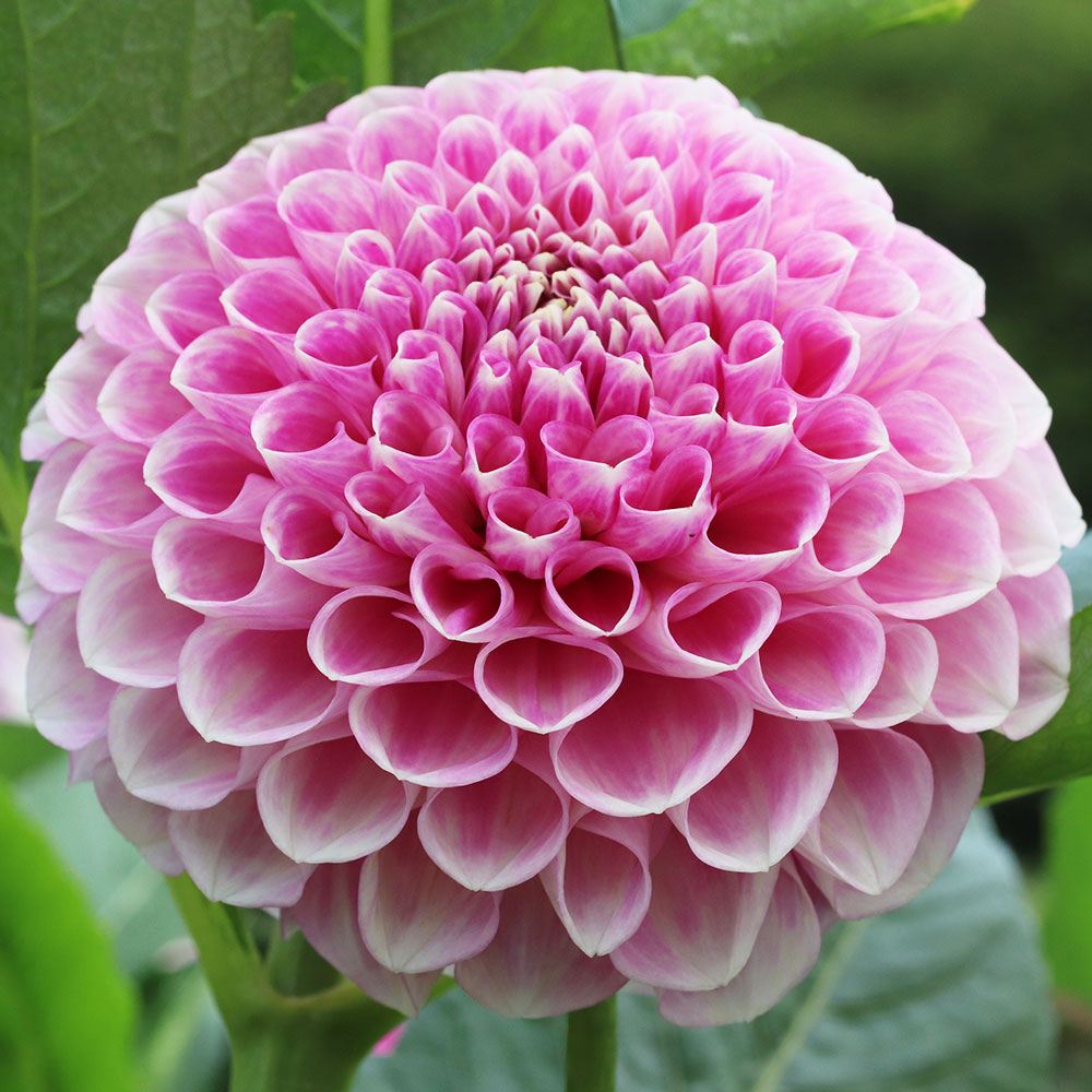 ダリア 球根 ピンクトパーズ (小輪) 1球 ダリアの球根 ダリアの花 春