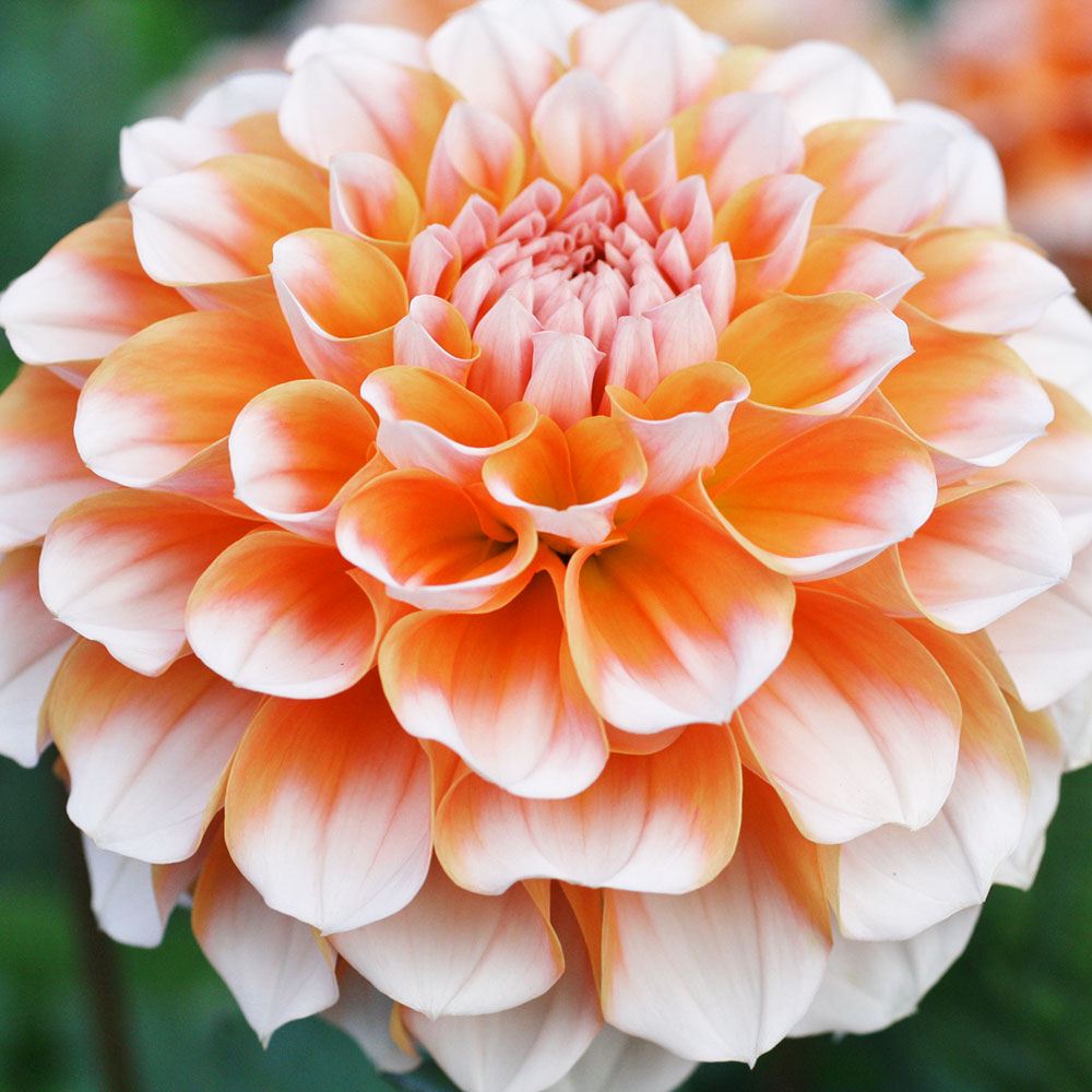 ダリア 球根 2色咲 橙白 2球 ダリアの球根 ダリアの花 春植え球根 : 花
