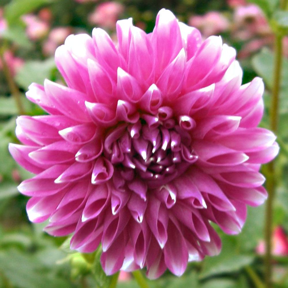 ダリア 球根 2色咲 桃白 2球 ダリアの球根 ダリアの花 春植え球根 : 花