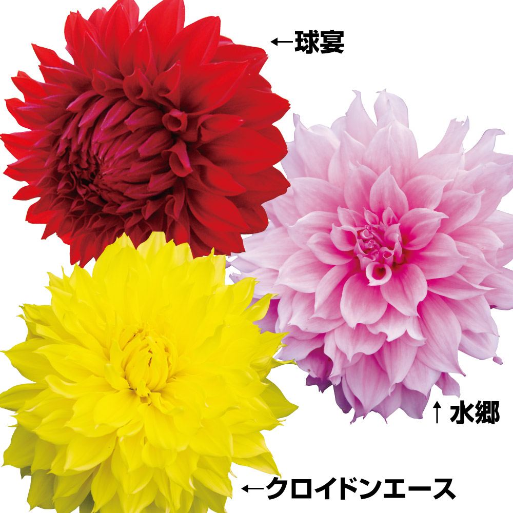 ダリア 球根 大輪咲きお買得セット 3種3球 ダリアの球根 ダリアの花 春