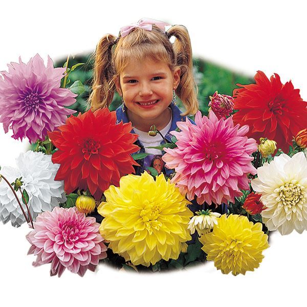 ダリア 球根 切花向き大輪ダリアミックス(無選別) 5球 ダリアの球根