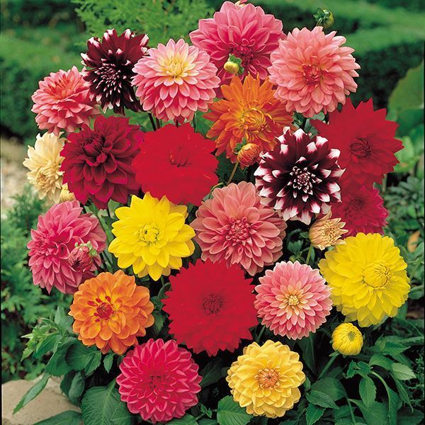 ダリア 球根 切花向き中輪ダリアミックス(無選別) 5球 ダリアの球根