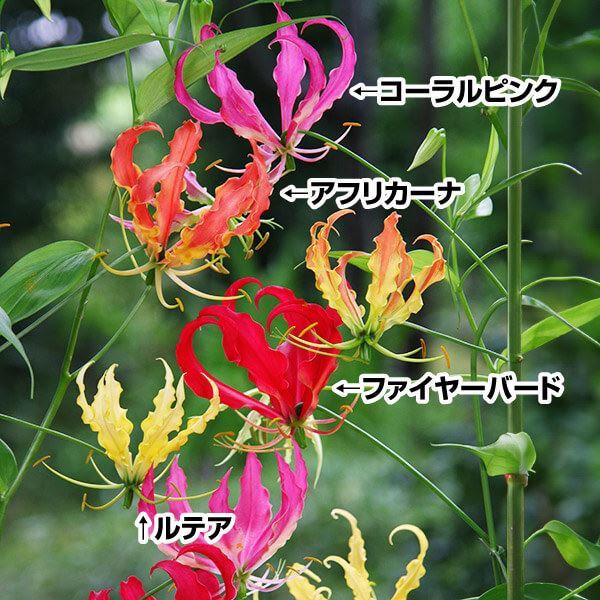 グロリオサ 球根 セット 4種4球 グロリオサの球根 グロリオサの花 春