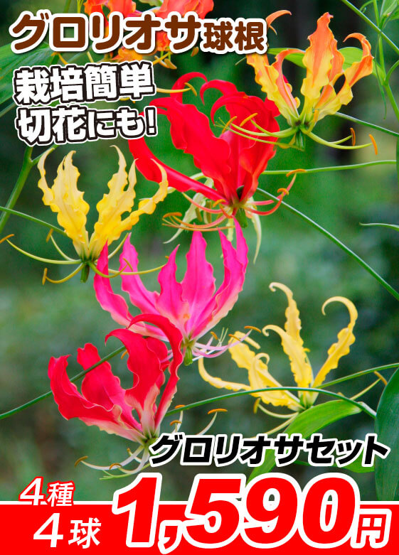 グロリオサセット4種4球