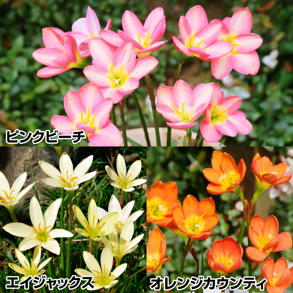 ポリキセナ 球根 ラケナリア ピンク 5球 ポリキセナの球根 夏植え球根