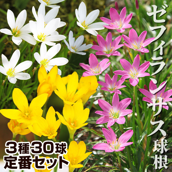 オキザリス 球根 バリアビリス ラベンダー 10球 オキザリスの球根 夏