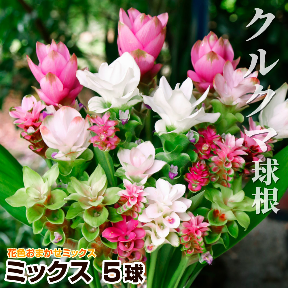 国華園 クルクマ 球根 ミックス (無選別) 5球 クルクマの球根 春植え