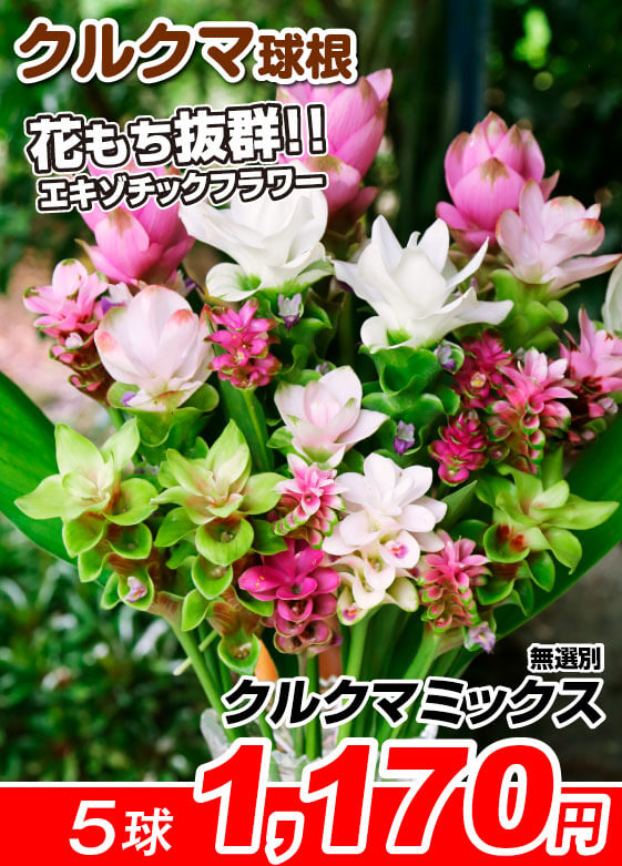 クルクマミックス