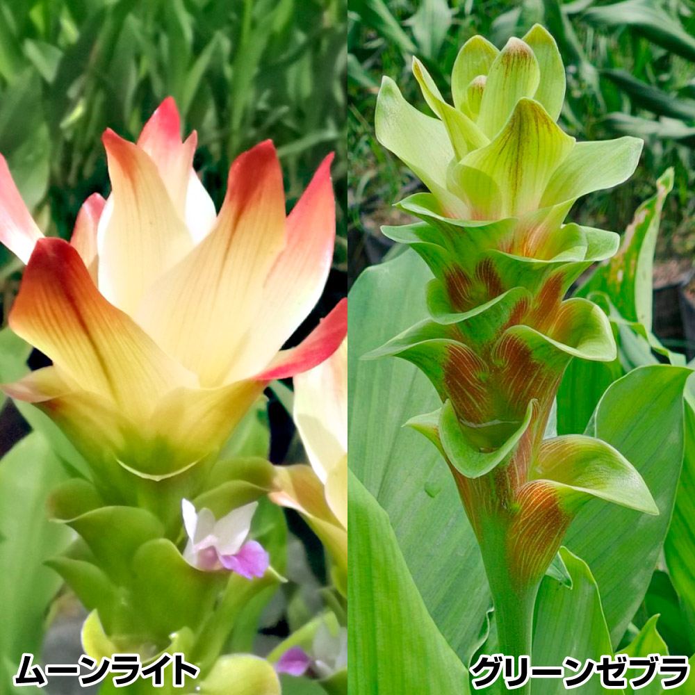 クルクマ 球根 個性的クルクマセット 2種6球 クルクマの球根 春植え