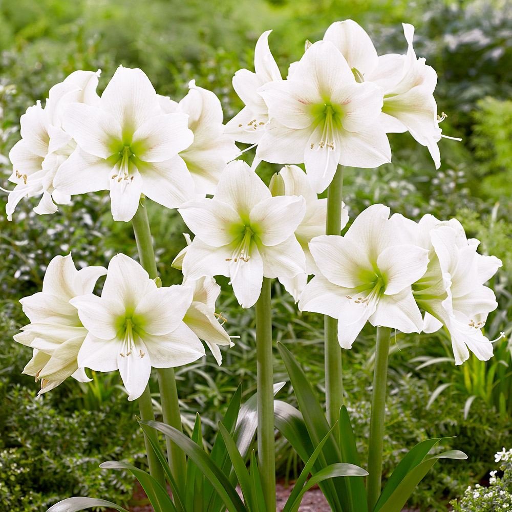 花苗 クレマチス クリスタルファウンテン 1株 / 花の苗 クレマチスの苗