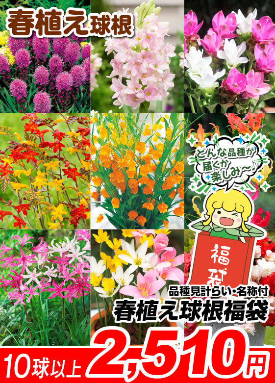 春植え球根福袋10球以上