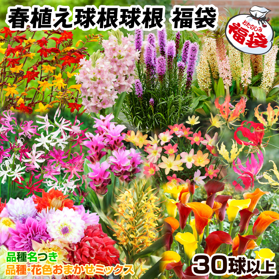 確認用　カラー　白　球根 カラー 球根 1球 たくさん花が咲く 白 【 ホワイト 】春植え 植えっ