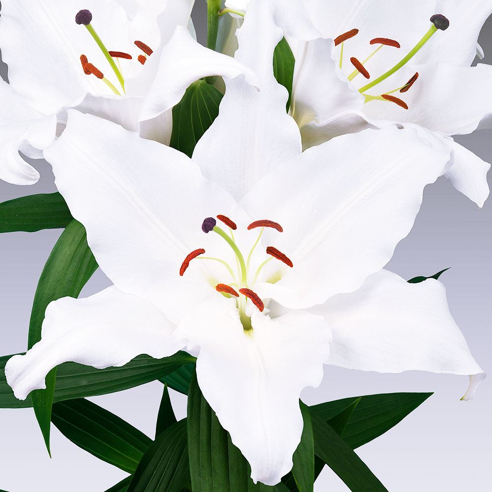 球根 オリエンタル」の人気商品一覧 | 安い商品を通販サイトから探す