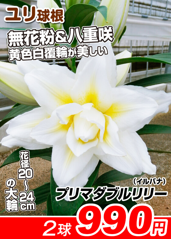 プリマダブルリリー