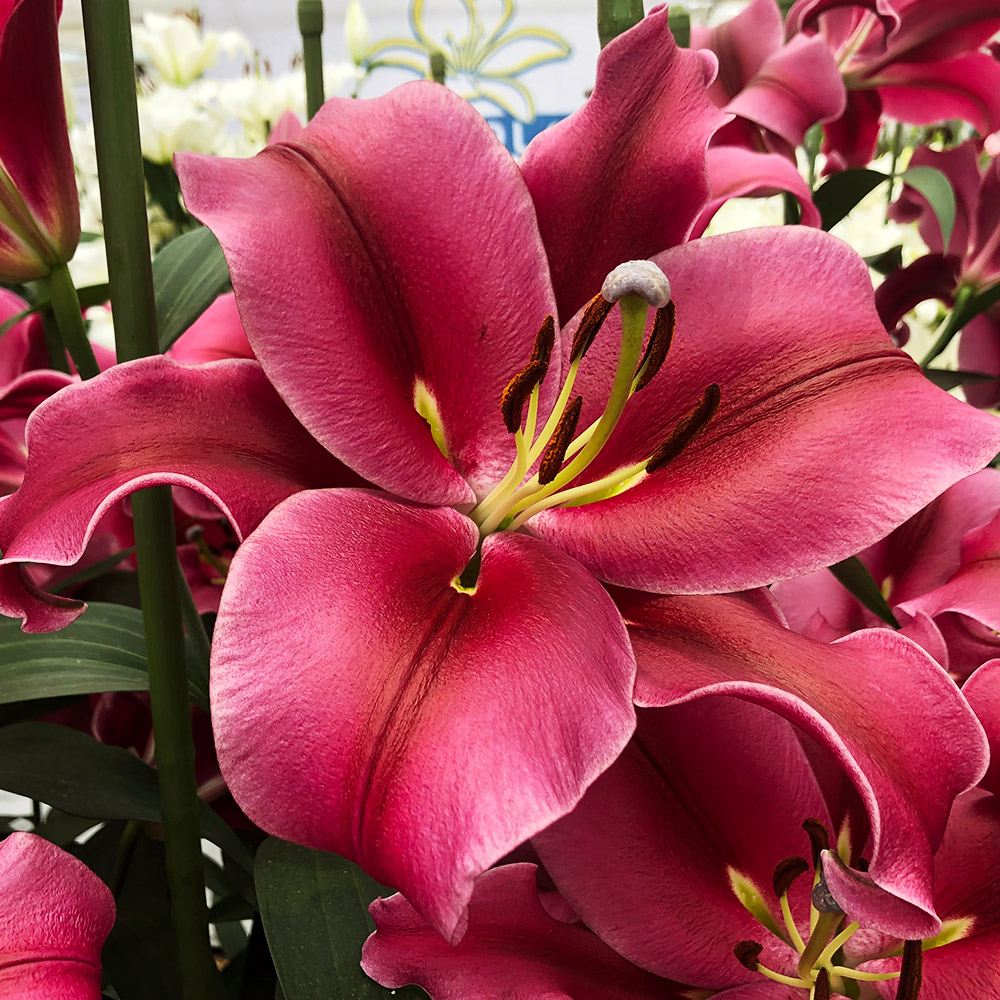 8月咲 ユリ 球根 オリエンタルリリー レッドカサブランカ(パラッツォ