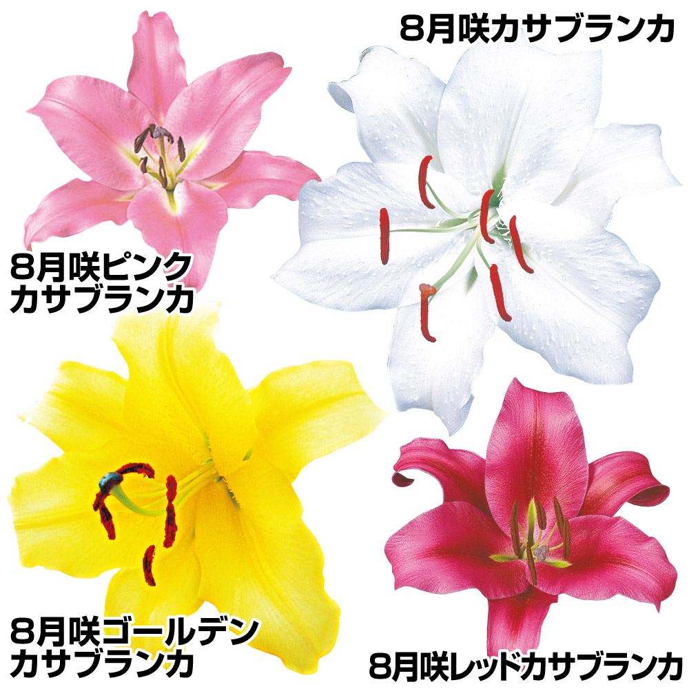 ユリ 種 球根」の人気商品一覧 | 安い商品を通販サイトから探す - 価格.com