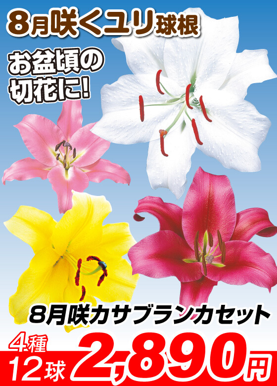 8月カサブランカセット