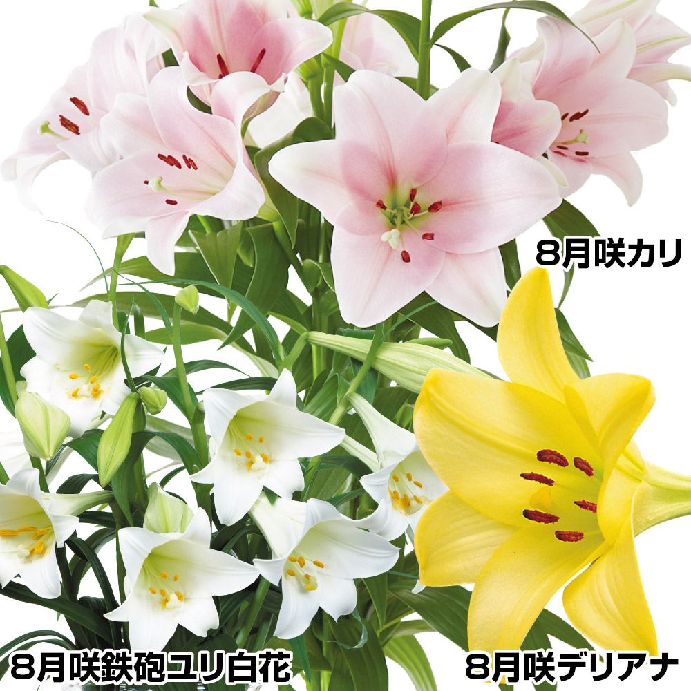 8月咲 ユリ 球根 鉄砲ユリ セット 3種9球(各3球) テッポウユリ 百合