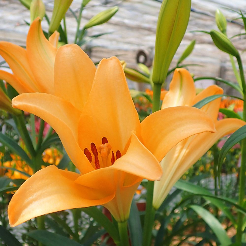 球根 鉄砲ユリ 8月咲ディファレンス18球 : 花と緑 国華園 - 通販