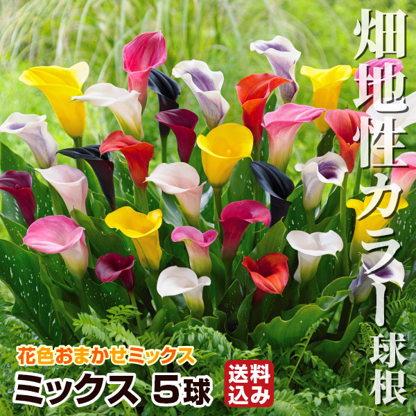 畑地性カラー 球根 ミックス (無選別) 5球 送料込み 畑地性カラーの