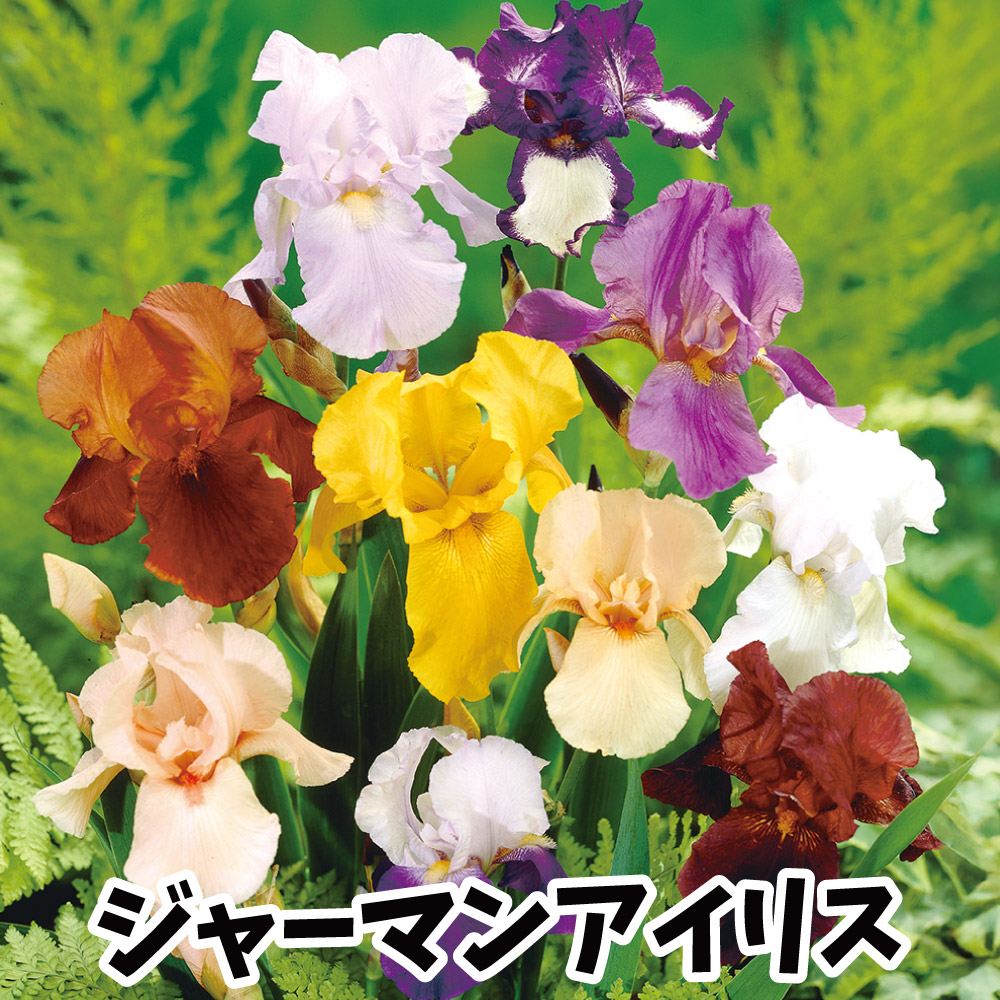 球根 アイリス」の人気商品一覧 | 安い商品を通販サイトから探す