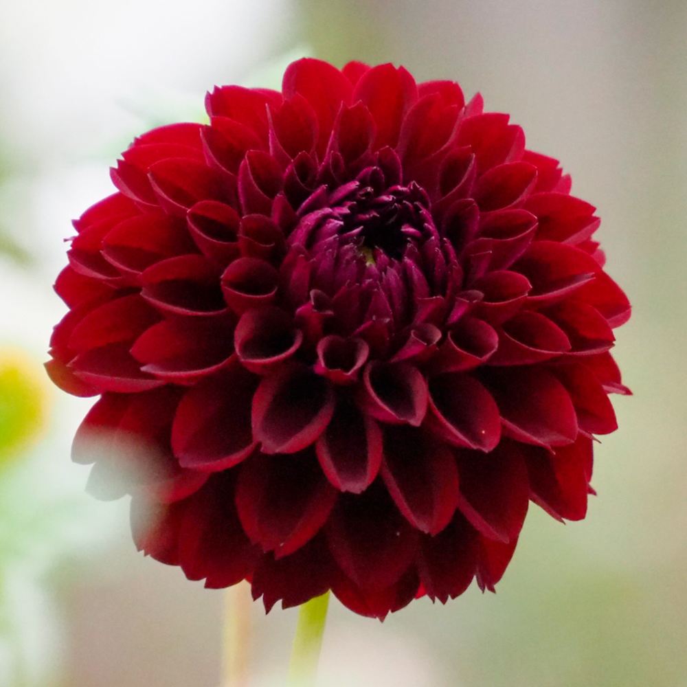 ダリア 球根 ポンポンショコラ 1球 ダリアの球根 ダリアの花 春植え