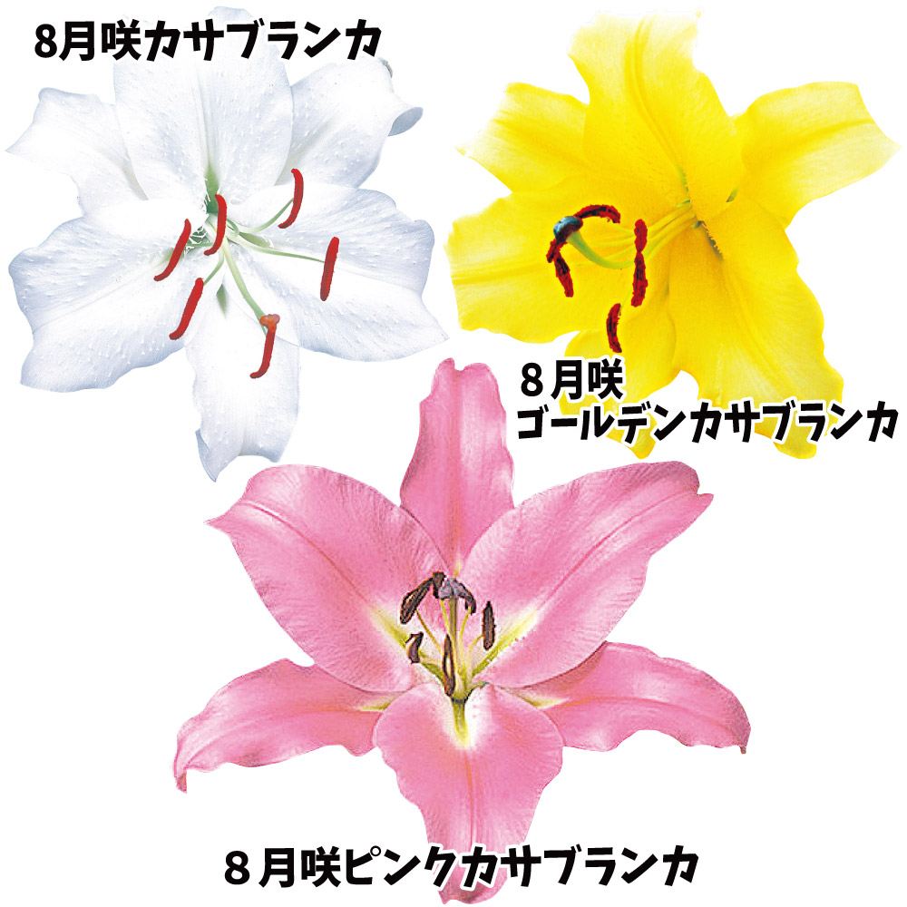 ���� �ԃ��� �I���G���^�������[ 8������I�J�T�u�����J�Z�b�g 3��9��(�e3��)