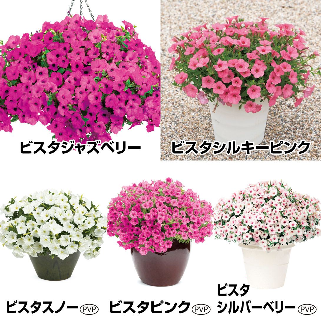 花苗 ロシアンセージ デニムレース 1株 / 花の苗 PW プロブスキア