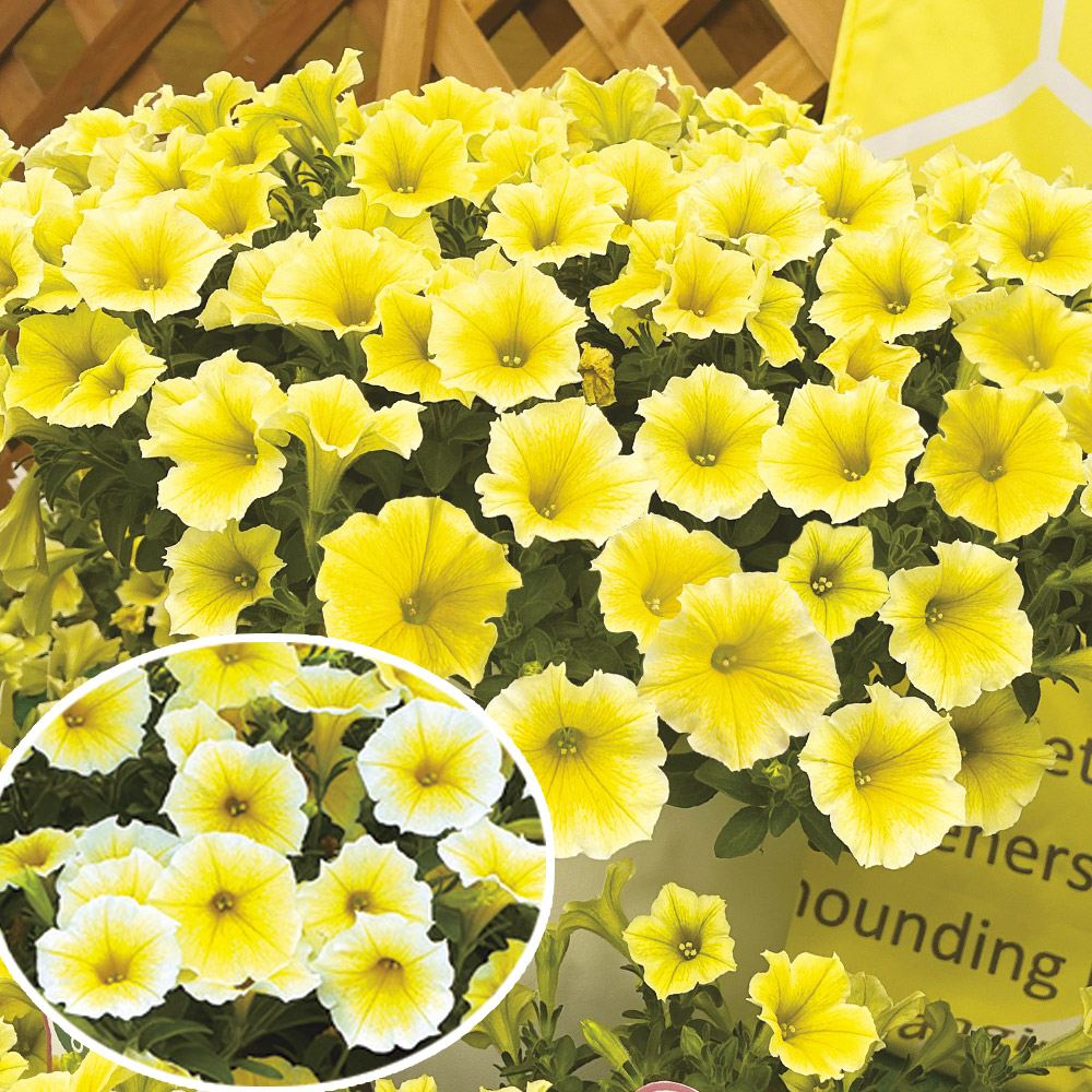 菊苗 小菊 江戸菊 江戸黄八丈 1株 : 花と緑 国華園 - 通販 - Yahoo