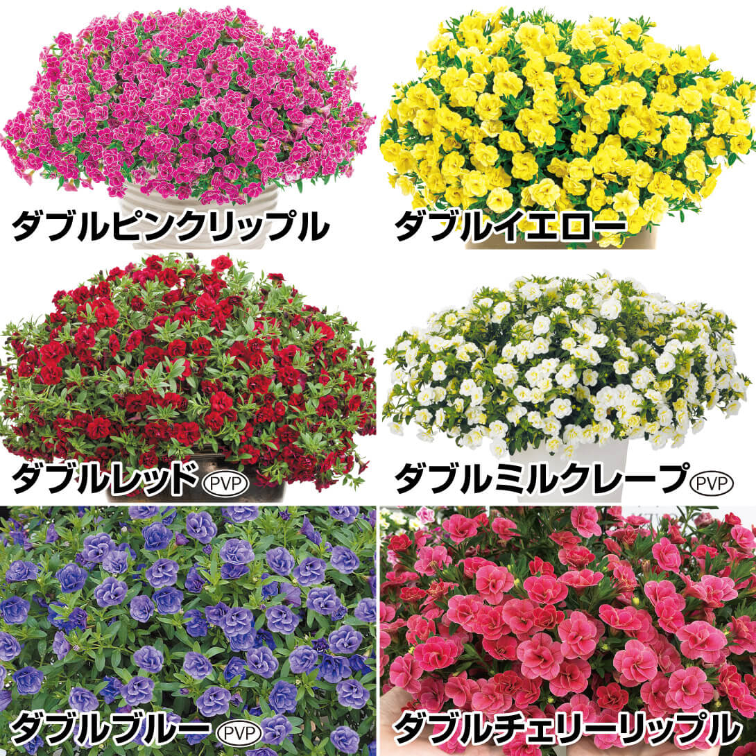 国華園 花苗 カリブラコア スーパーベルRダブルセット 6種6株 / PW