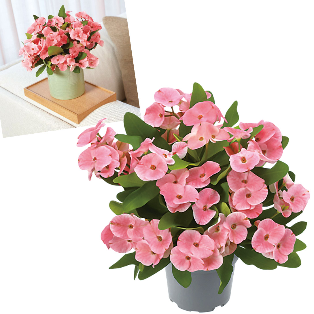 ハナキリン」の人気商品一覧 | 安い商品を通販サイトから探す - 価格.com