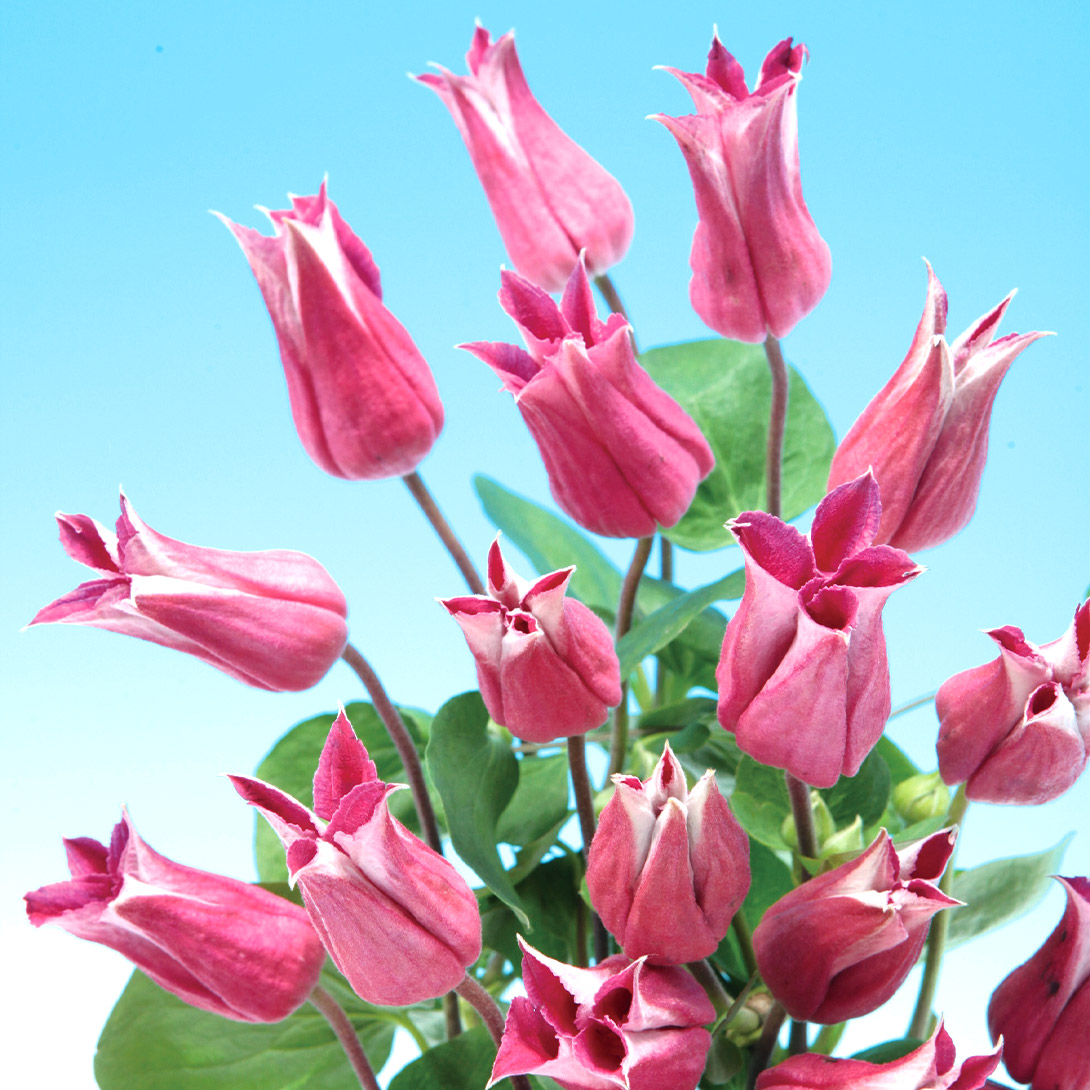 苗 クレマチス 花苗」の人気商品一覧 | 安い商品を通販サイトから探す