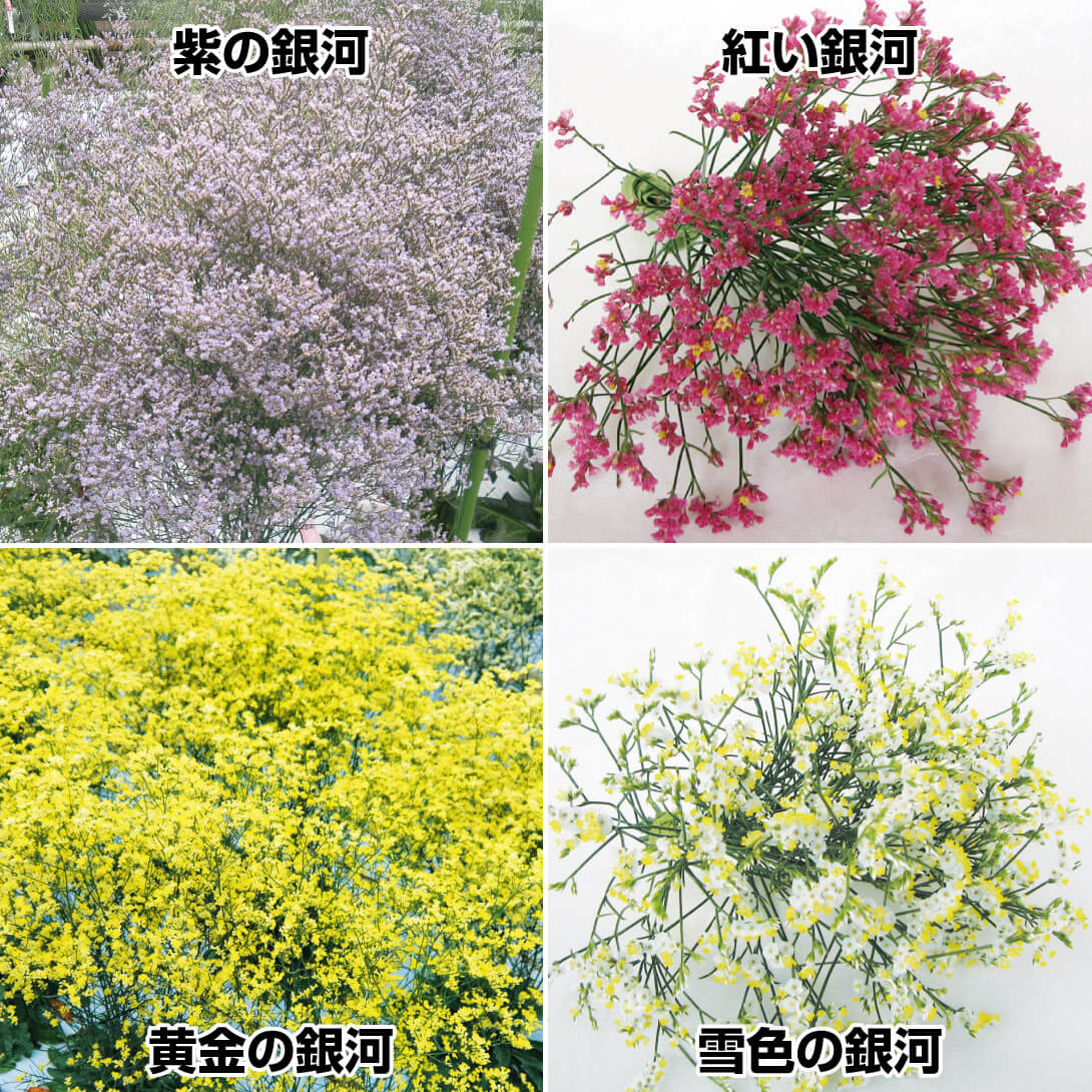 花苗 デンドランセマセット 3種3株 : 花と緑 国華園 - 通販 - Yahoo