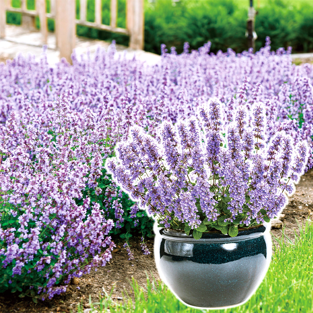 オリエンタルポピーなど　花苗 楽天市場】花苗 春 冬 秋 一年草 花 オリエンタルポピー チェッカーズ