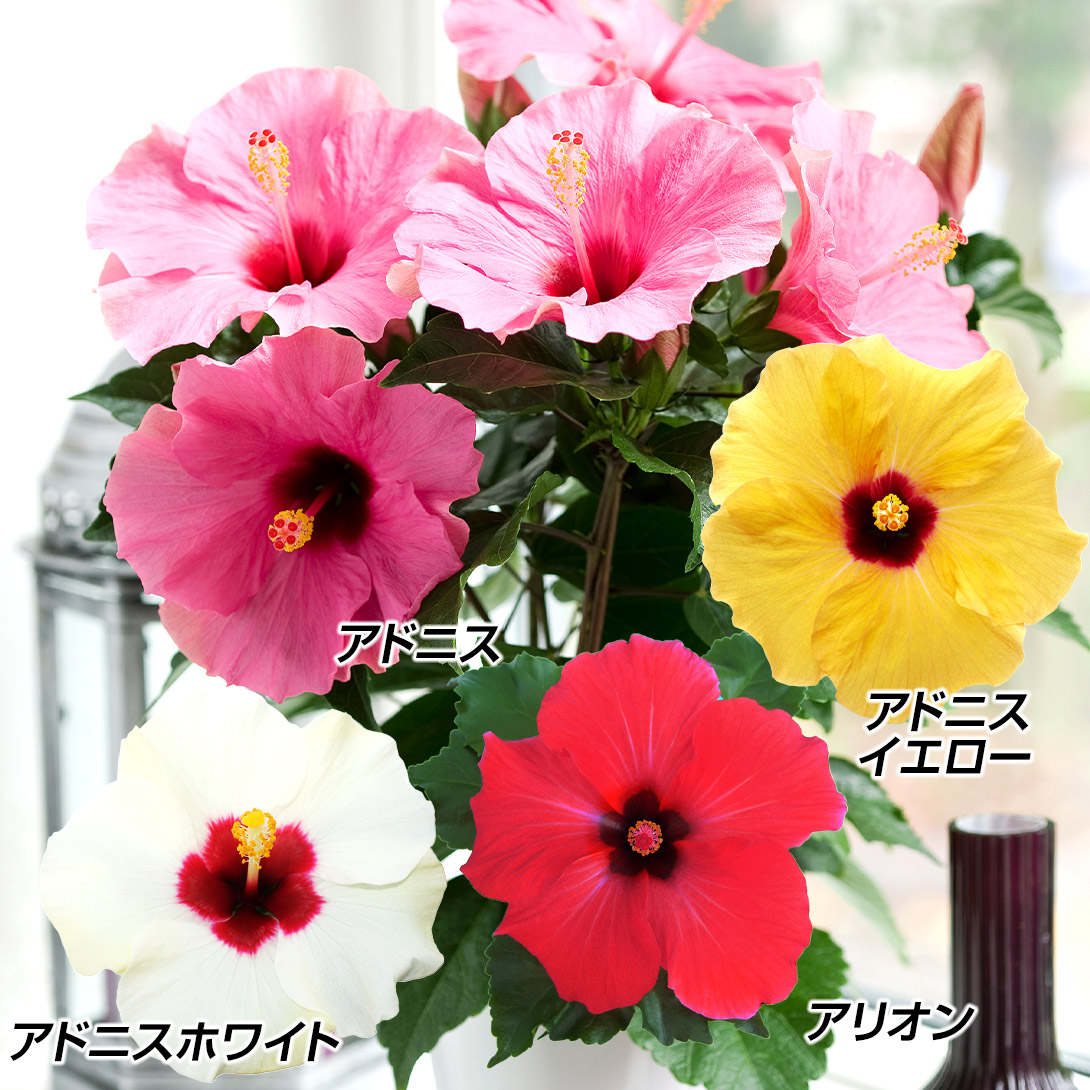 花苗 ハイビスカス ロングライフシリーズセット 4種4株 : 花と緑 国