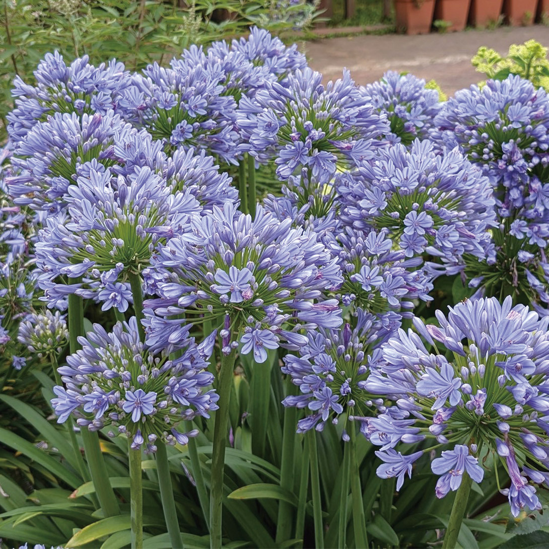 花苗 アガパンサス アトミックブルーム1株 : 花と緑 国華園 - 通販