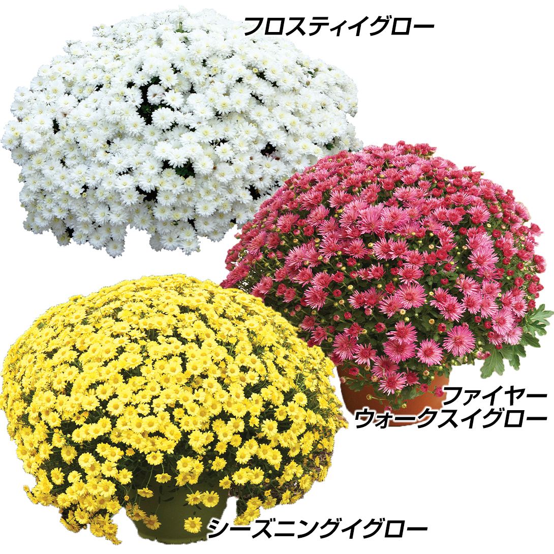 花苗 デンドランセマセット 3種3株 : 花と緑 国華園 - 通販 - Yahoo