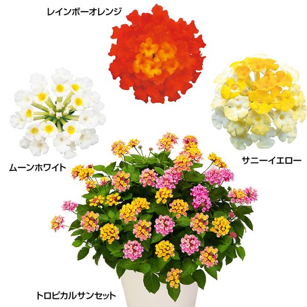 花苗 スーパーランタナセット 4種4株 / PW : 花と緑 国華園 - 通販