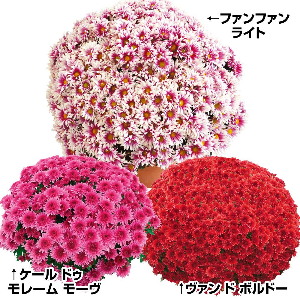 菊苗 ビッグドーム菊Cセット 3種3株 送料無料 : 花と緑 国華園 - 通販