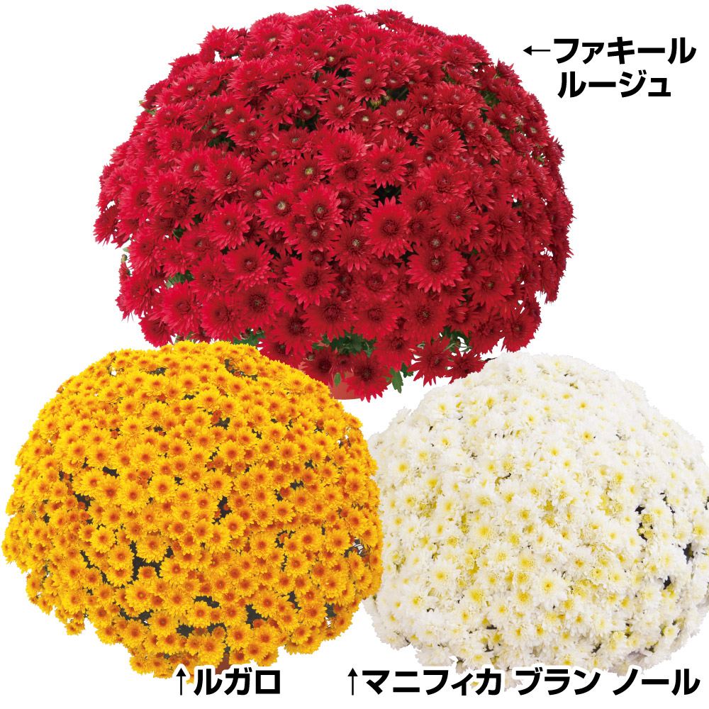 菊苗 ビッグドーム菊Dセット 3種3株 送料無料 : 花と緑 国華園 - 通販
