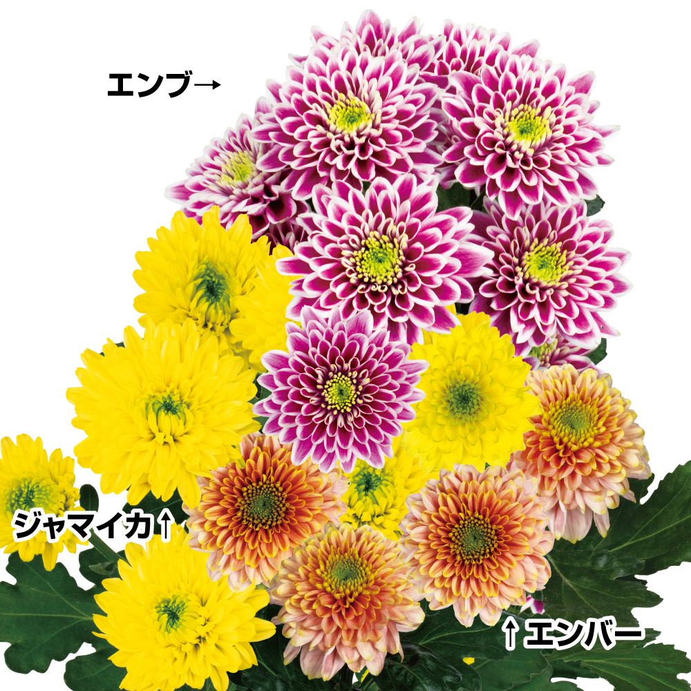 国華園 菊苗 爛漫デコラ菊セット 3種6株 送料無料 : 花と緑 国華園