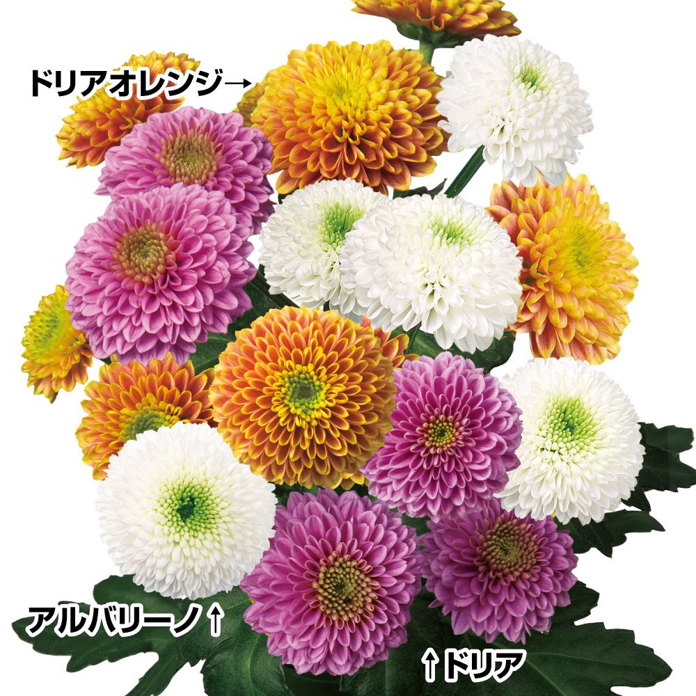 バラ 苗 花色おまかせミニバラ苗 5株(見計らい) 送料無料 花木苗 苗木