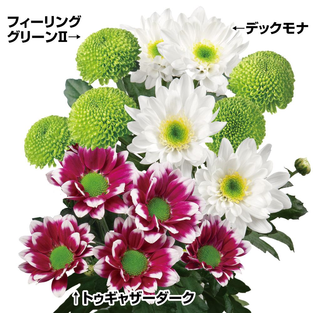 ケース花苗 トルコキキョウ 紫系ミックス (無選別) 24株（1ケース