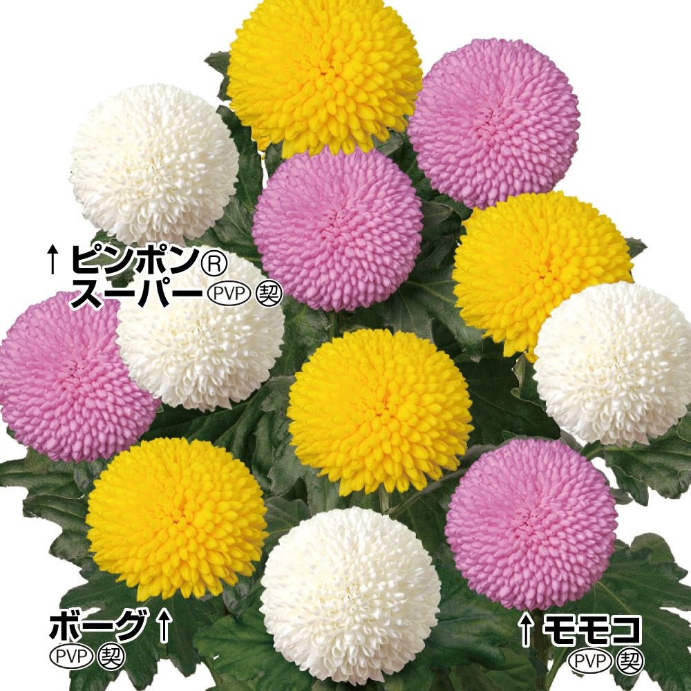 ⭐️菊苗⭐️ 菊苗 万福ポンポン菊セット 3種6株 送料無料 : 花と緑 国華園 - 通販