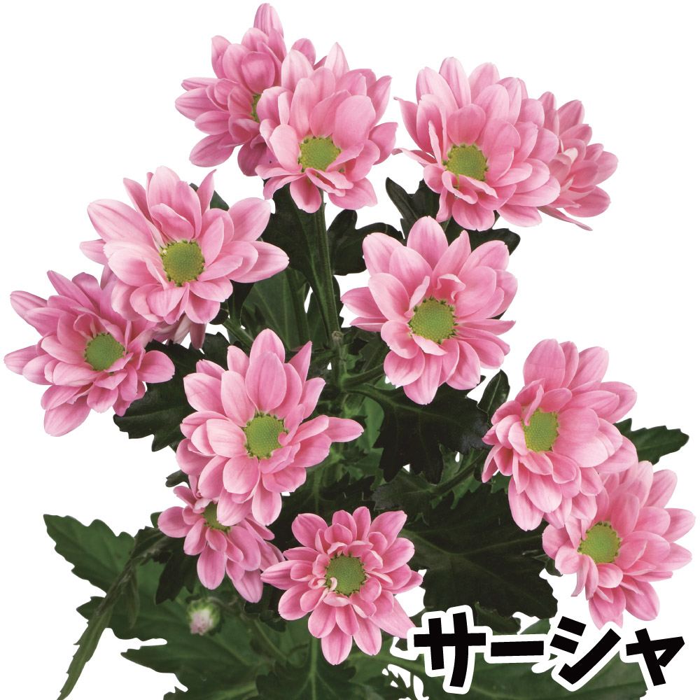 ピンクの小菊　スプレー咲き　3苗 国華園 菊苗 小菊 スプレー菊 サーシャPVP(契) 2株 : 花と緑 国華園