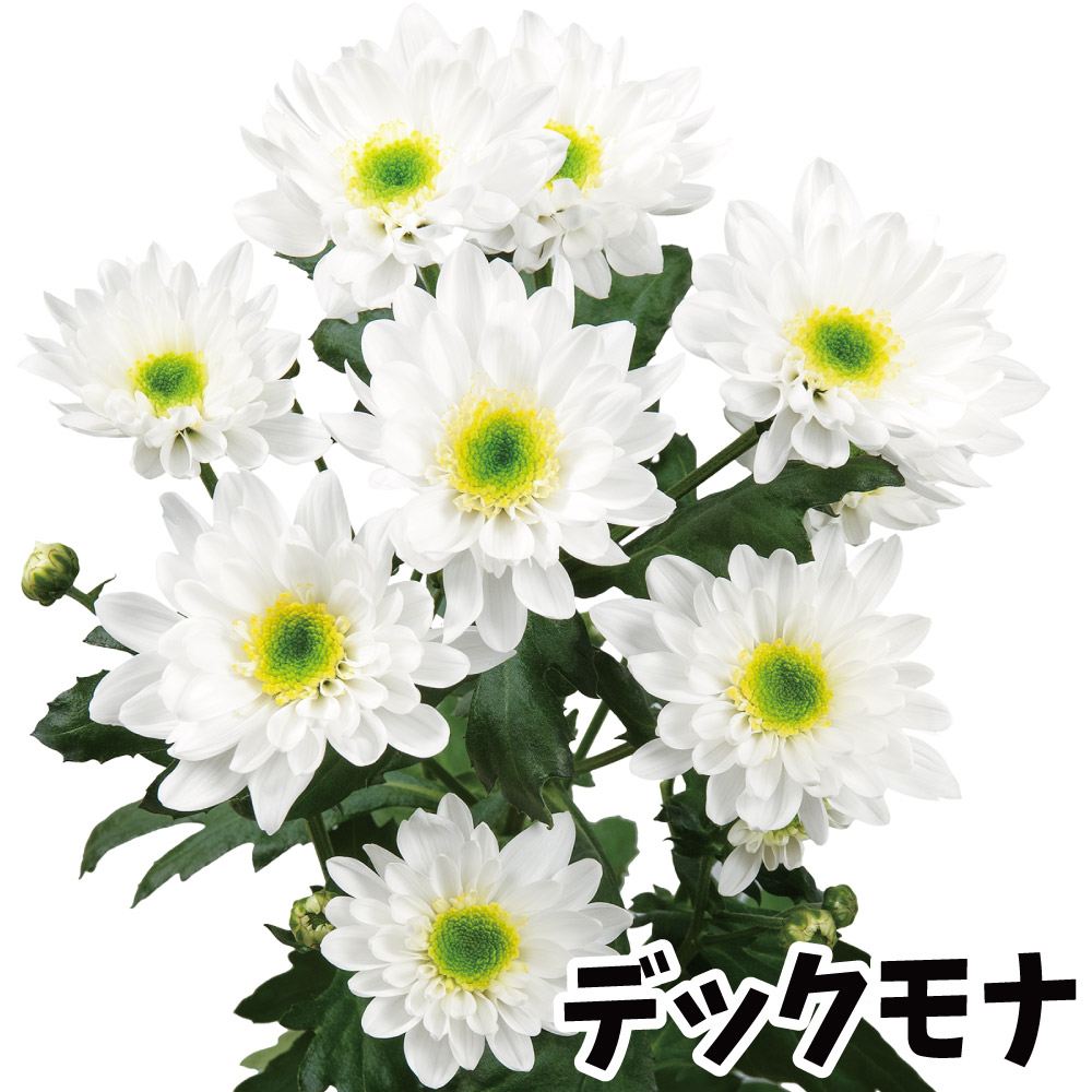 ⭐️菊苗⭐️ 苗 菊苗」の人気商品一覧 | 安い商品を通販サイトから探す - 価格.com