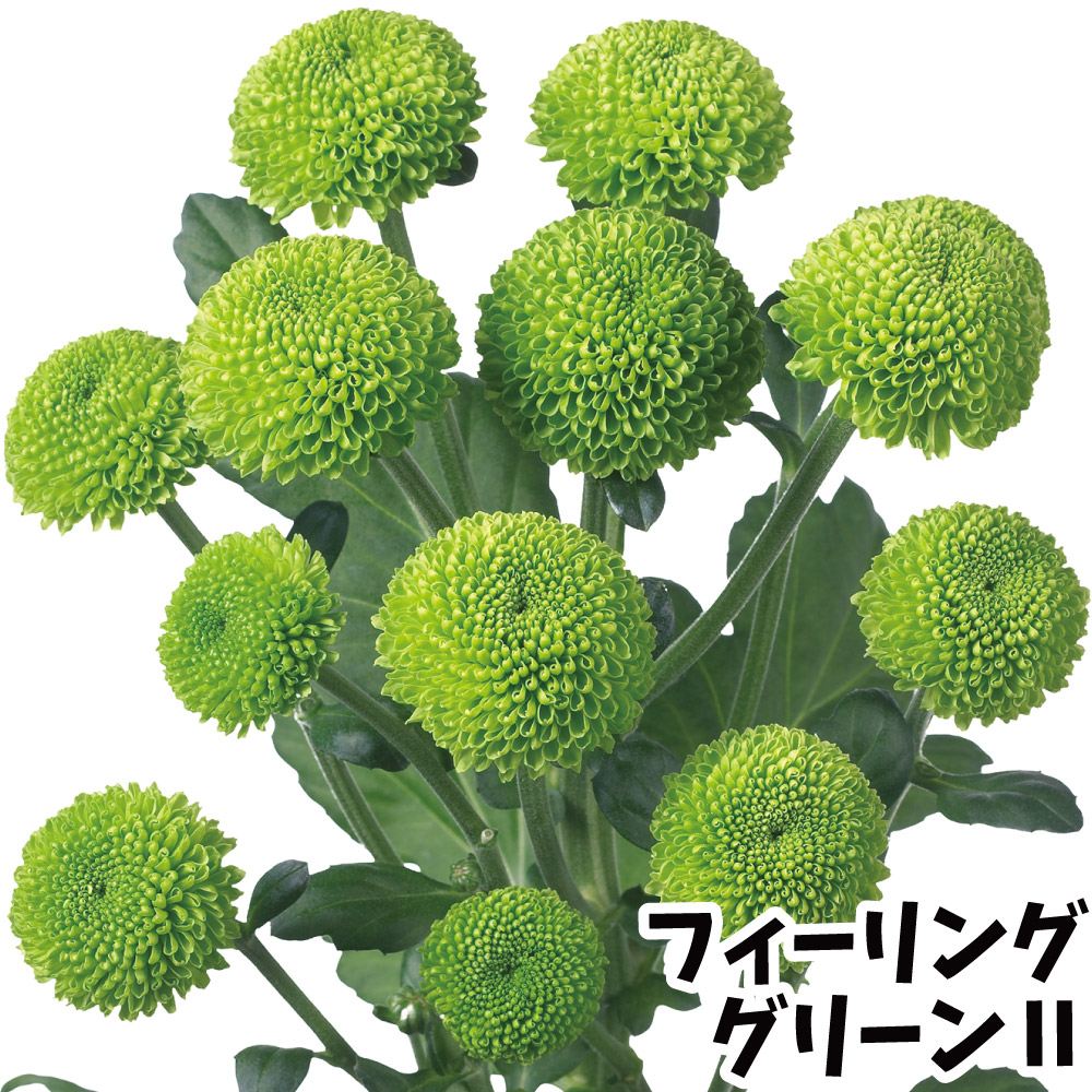国華園 菊苗 小菊 緑菊 フィーリンググリーンIIPVP(契) 2株 : 花と緑