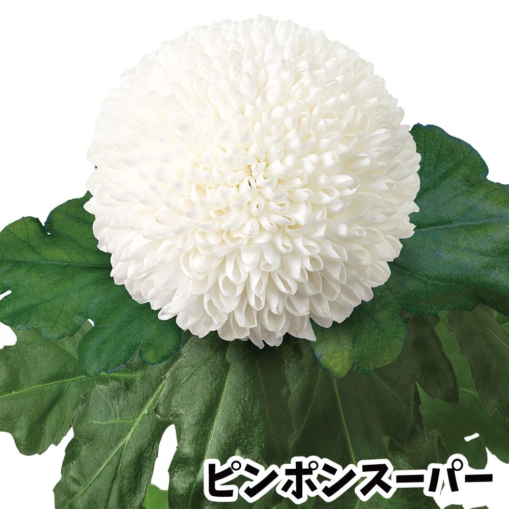 国華園 菊苗 小菊 ポンポン菊 ピンポンRスーパー(契) 2株 : 花と緑 国